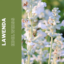 Lawenda   "Edelweiss"